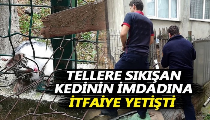 Bahçe Tellerine Takılan Kediyi, İtfaiye Kurtardı