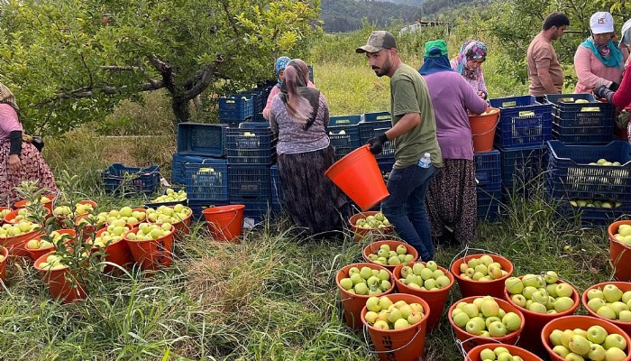 Coğrafi İşaretli Bayramiç Elması Hasadı Başladı.