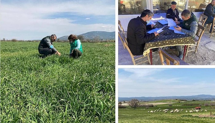 Bayramiç İlçe Tarım ve Orman Müdürlüğü Teknik Personelleri Yem Bitkisi Ekiliş Tespiti Yapıyor.