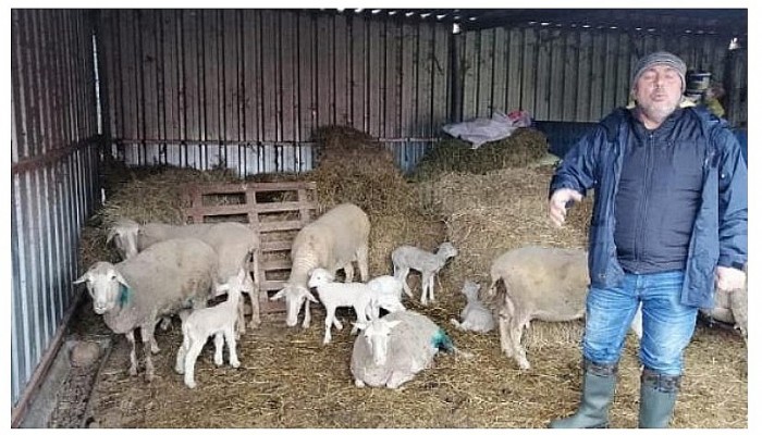 Ağıla Giren Sokak Köpekleri 70 Tavuk ve 3 Kuzuyu Parçaladı