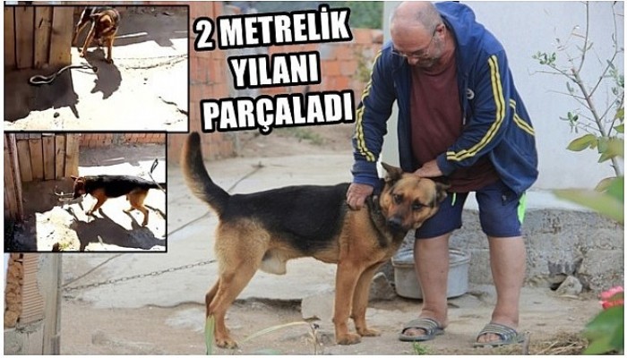 Kurt köpeği, eve girmeye çalışan 2 metrelik yılanı parçaladı.