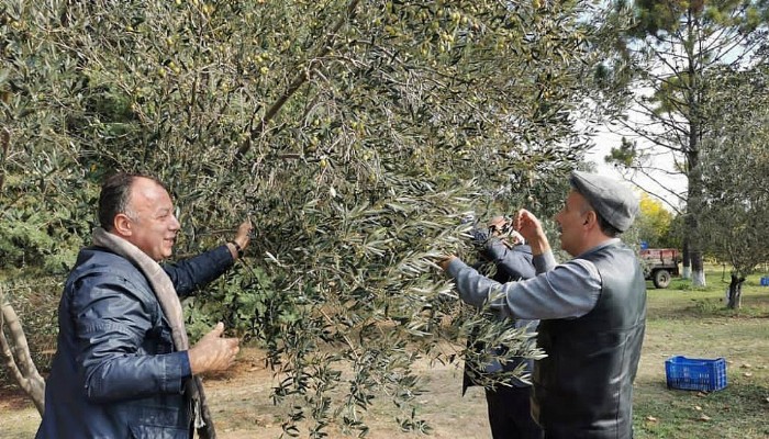 ÇTSO YÖNETİM KURULU BAŞKANI ECEABAT ZEYTİN TOPLAMA VE HASAT ETKİNLİĞİNE KATILDI