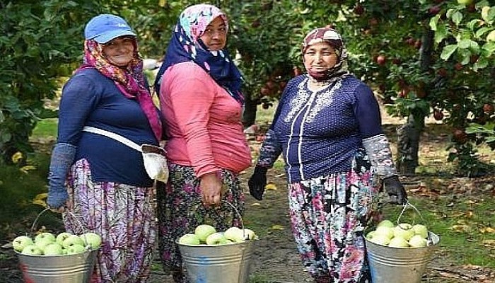 Bayramiç Elması Üreticinin Yüzünü Güldürdü 