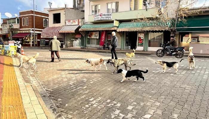 Sokaklar başıboş köpek dolu!