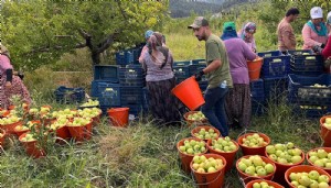 Coğrafi İşaretli Bayramiç Elması Hasadı Başladı.